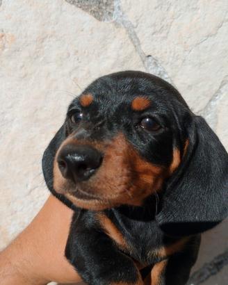 Splendidi bassotti tedeschi