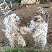 Lagotto Romagnolo