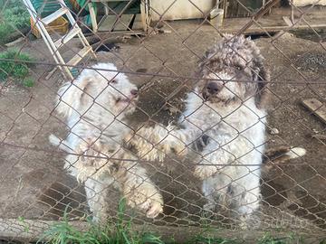 Lagotto Romagnolo