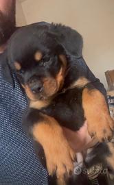 Cuccioli rottweiler con pedigree