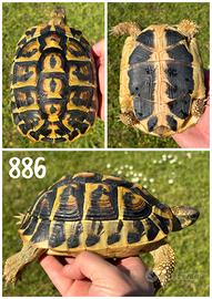 Femmina riproduttiva Testudo hermanni hermanni