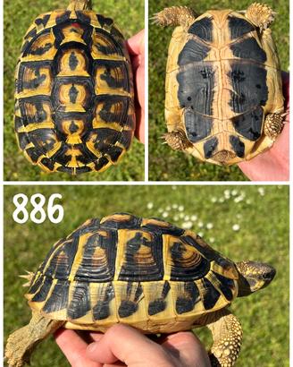 Femmina riproduttiva Testudo hermanni hermanni