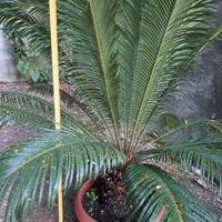 CYCAS  REVOLUTA