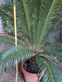CYCAS  REVOLUTA