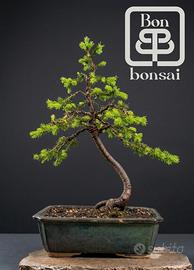 bonsai 