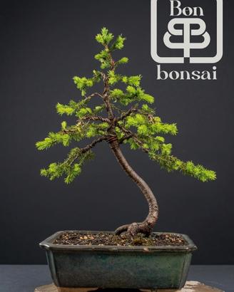 bonsai 