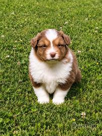 Cuccioli Australian Shepherd maschi e femmine
