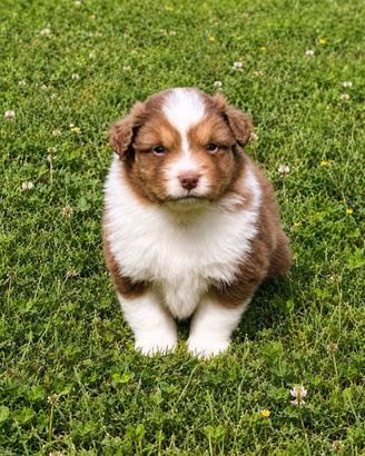 Cuccioli Australian Shepherd maschi e femmine