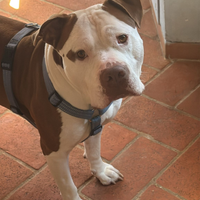 Pitbull per l'accoppiamento