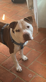 Pitbull per l'accoppiamento