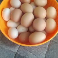 Uova di titina e ovaiola