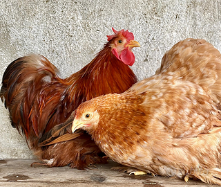 Coppia cocincine nane