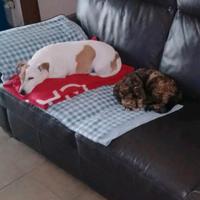 pappa per cani e gatti in donazione 