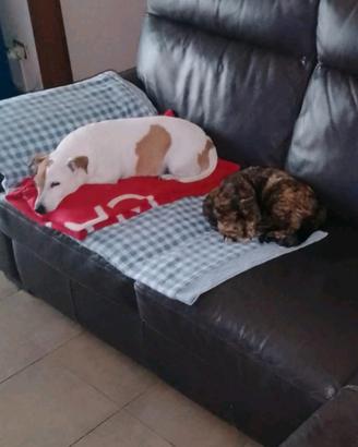 pappa per cani e gatti in donazione 