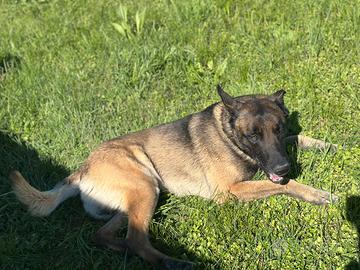 Pastore Belga Malinois Monta