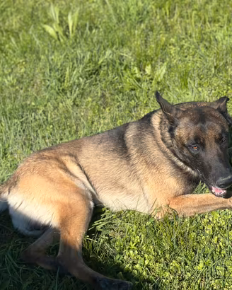 Pastore Belga Malinois Monta