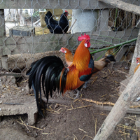 Coppia gallinelle PHOENIX