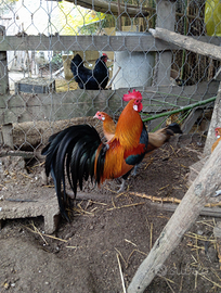 Coppia gallinelle PHOENIX