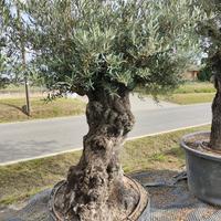 Olivo bonsai Spagna