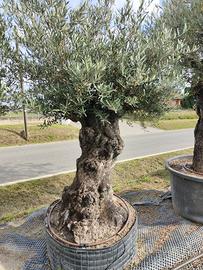 Olivo bonsai Spagna