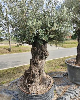 Olivo bonsai Spagna