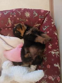 Cuccioli di ROTTWEILER