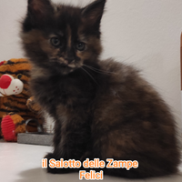 Gattina tortie Maine coon nata a dicembre