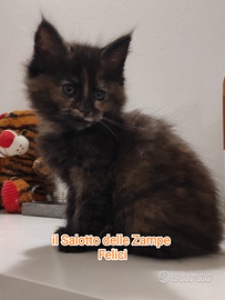 Gattina tortie Maine coon nata a dicembre