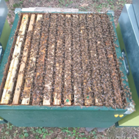 Famiglie/Nuclei Api Ligustica