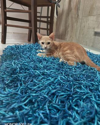 Gattina in adozione