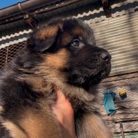 Cucciolo pastore tedesco