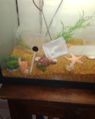 ACQUARIO