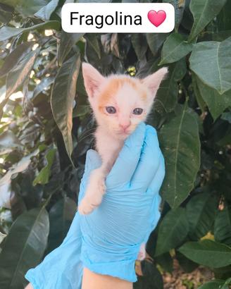 cuccioli di gatto 