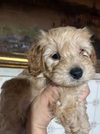 Cucciolo barboncino toy albicocca