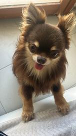Chihuahua per monta