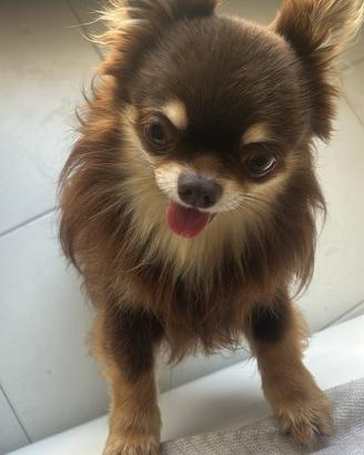 Chihuahua per monta