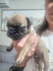 Cuccioli bulldog francese