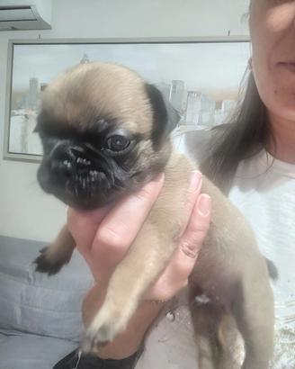 Cuccioli bulldog francese