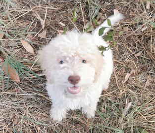 lagotto romagnolo