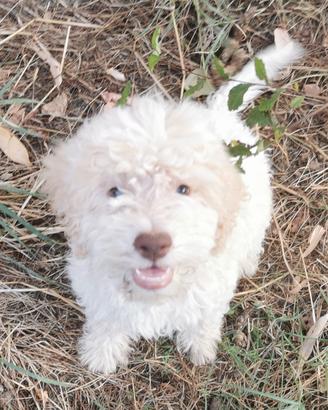 lagotto romagnolo