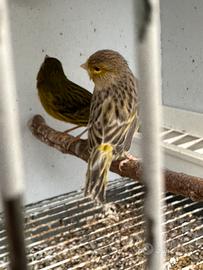 Canarine pronte per la cova