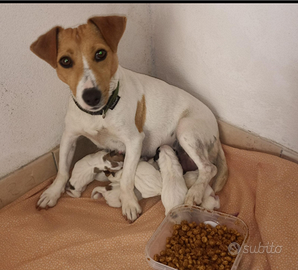 Jack Russell terrier