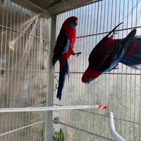 Blocco pappagalli varie razze