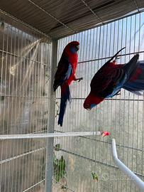 Blocco pappagalli varie razze