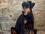 Immagine 4