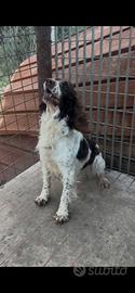 Cuccioli di Springer spaniel inglese