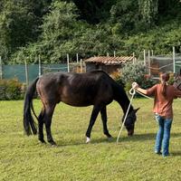 Cavallo Hannover in fida gratuita