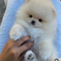 Mini cuccioli volpino Pomerania