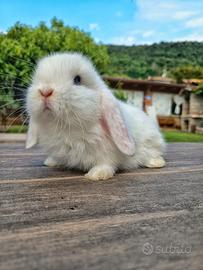 Coniglio ariete nano