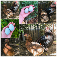 Aracauna selvatica melanizzata